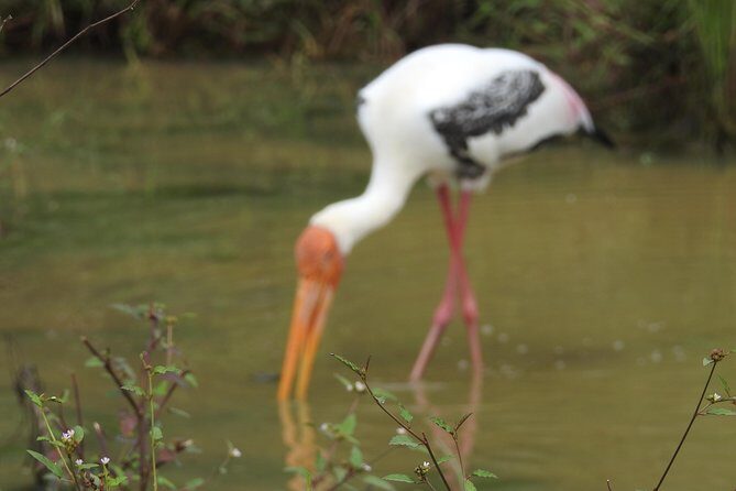 One Day Udawalawe Safari from Galle/Mirissa/Unawatuna/Hikkaduwa - Who Will Get the Most Out of This Tour?