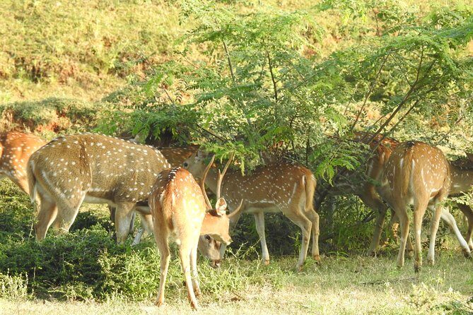 One Day Udawalawe Safari from Galle/Mirissa/Unawatuna/Hikkaduwa - FAQs