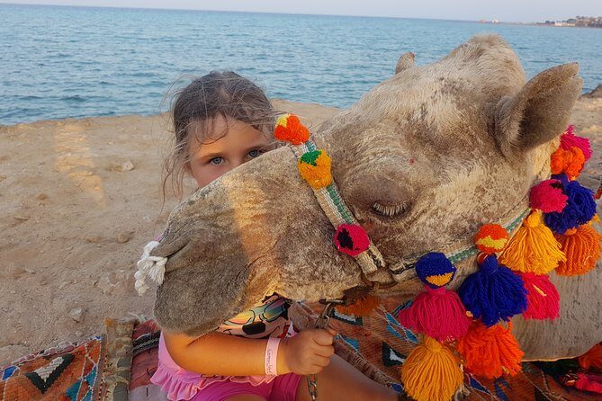 One hour Camel Ride At Amazing Desert With Transfer - Sharm El Sheikh - Key Points