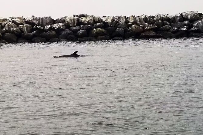 One Hour Cruise Around Marina del Rey - Final Thoughts: Who’s This Tour Perfect For?