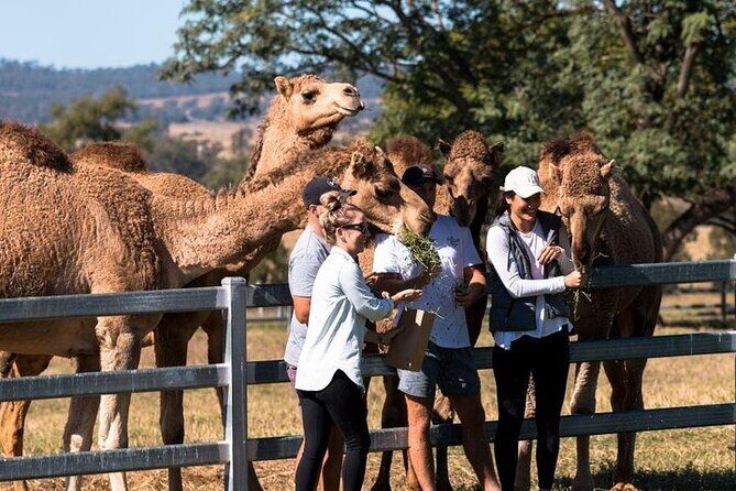 One Hump Camel Farm and Wine Tour - Who Will Love This Tour?
