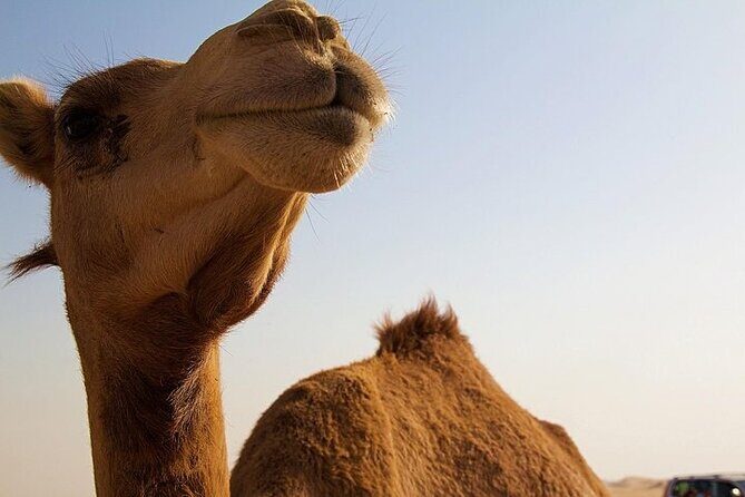 One Hump Camel Farm and Wine Tour - Key Points