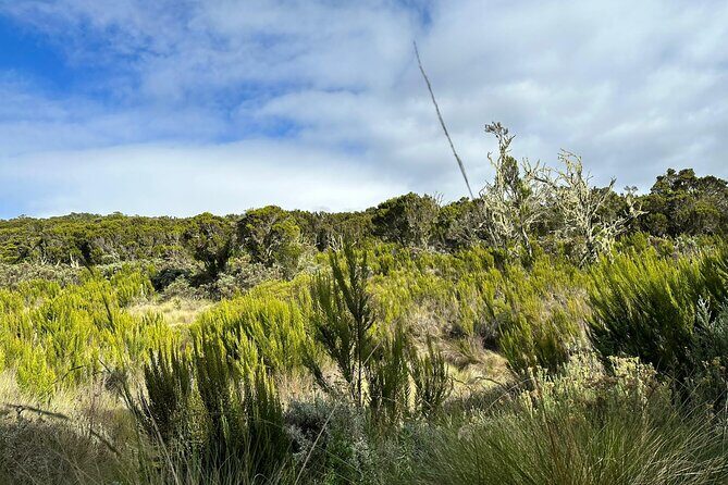 One Kilimanjaro Day hike Tour ISMANI TOURS AND SAFARIS - Who Should Consider This Tour?