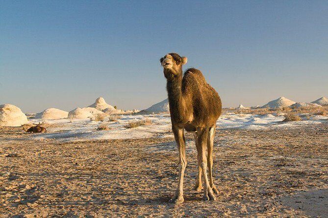 One Night Camping In White & Black Deserts Baharaya Oasis From Cairo - Transportation, Price, and Value