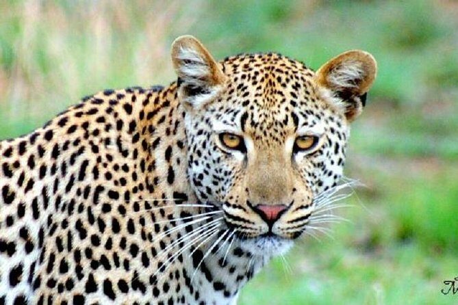 One Night Leopard Tour of Kruger National Park from Nelspruit - A comprehensive look at the tour experience