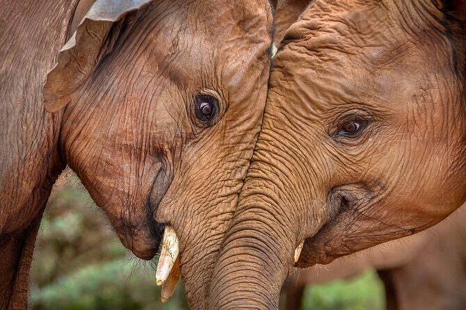 One Night (Mid-range) Amboseli National Park Safari - The Sum Up: Why You Should Consider This Safari