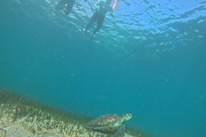 One on One Snorkel Experience - An Honest Look at the One on One Snorkel Experience