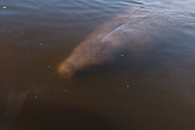 One Single Kayak Rental for 2 hours with Manatee & Dolphin sightings! - FAQ