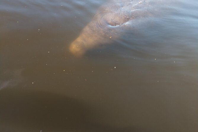 One Tandem Kayak Rental for 2 hours with Manatee & Dolphin sightings! - FAQs