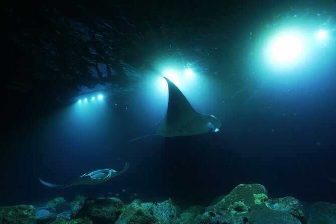 One Tank Manta Night Dive and Snorkel - An In-Depth Look at the Tour Experience