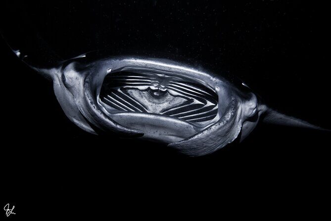 One Tank Manta Night Dive and Snorkel - Frequently Asked Questions