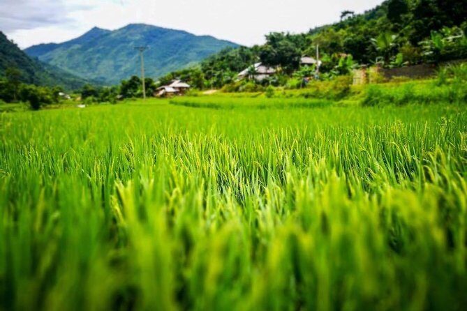 One Way Tour Dalat to Nha Trang or Nha Trang to Dalat - Practical Details & Considerations
