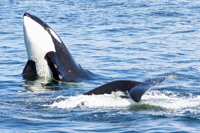 Only Wildlife and Whale Watching Tour Leaving from Seattle - An In-Depth Look at the Experience