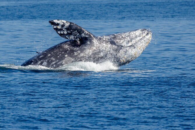 Only Wildlife and Whale Watching Tour Leaving from Seattle - Final Thoughts: Is This Tour Right for You?