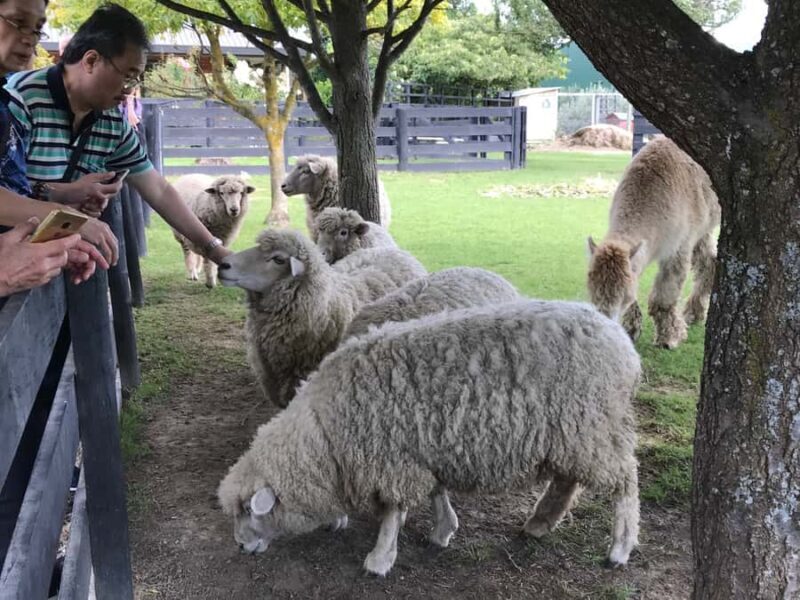 Onshore Highlights of Marlborough's Wine Region from Picton - A Detailed Look at the Experience