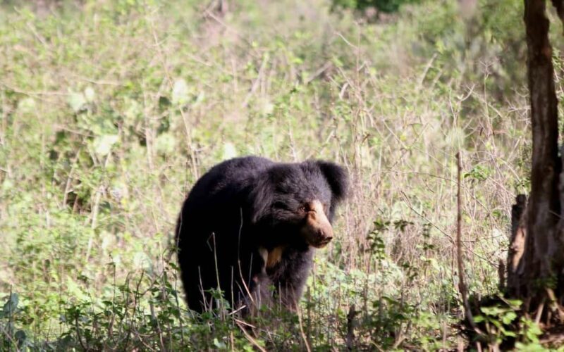 Ooty & Bandipur Safari Day Tour from Coimbatore - An Honest Look at the Experience