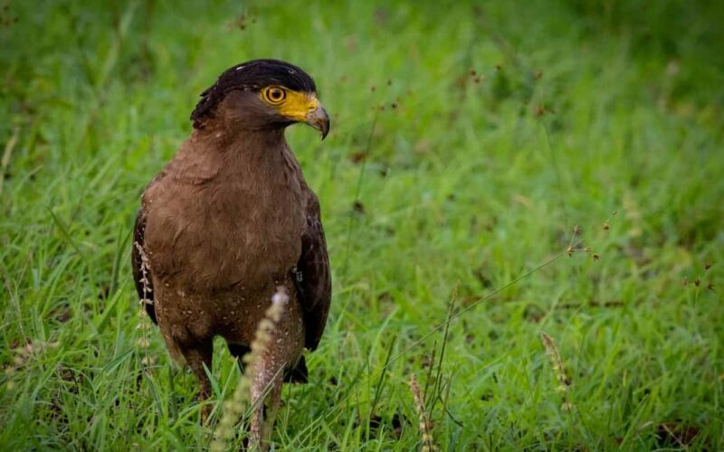 Ooty & Bandipur Safari Day Tour from Coimbatore - What We Think About the Tour