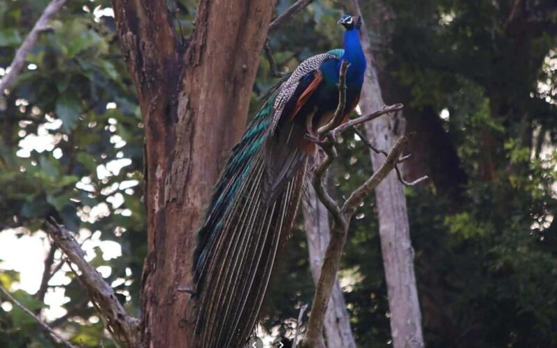 Ooty & Bandipur Safari Day Tour from Coimbatore - Who This Tour Is Best For