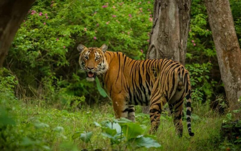 Ooty & Bandipur Safari Day Tour from Coimbatore - Final Thoughts