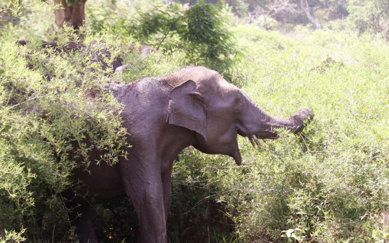 Ooty & Bandipur Safari Day Tour from Coimbatore - FAQ