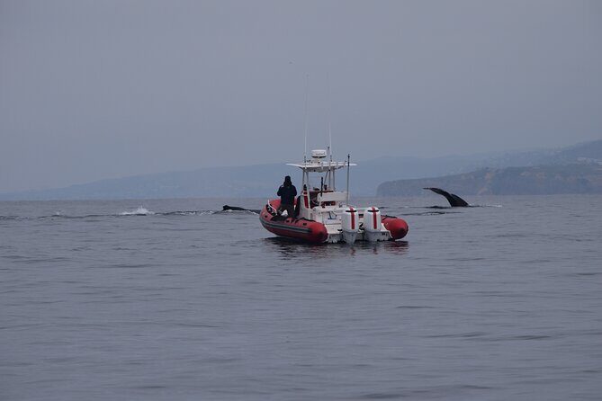 Open Boat Whale Watching - Key Points