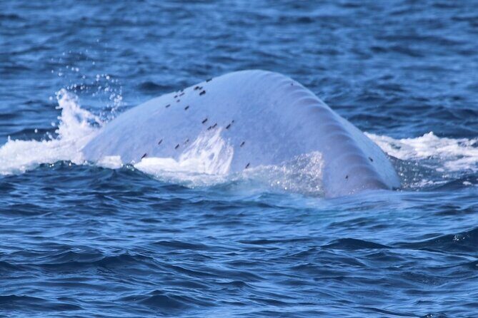 Open Boat Whale Watching - Introduction: Why Consider Open Boat Whale Watching in Carlsbad?