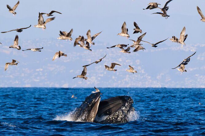Open Boat Whale Watching - Practical Tips for Travelers