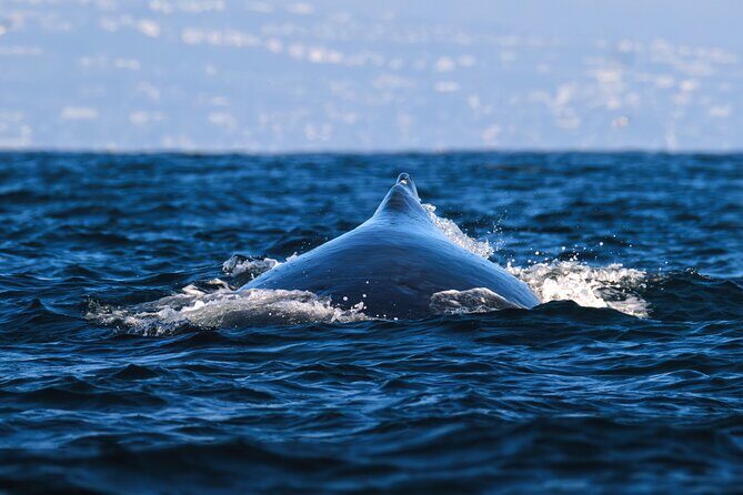 Open Boat Whale Watching - Frequently Asked Questions