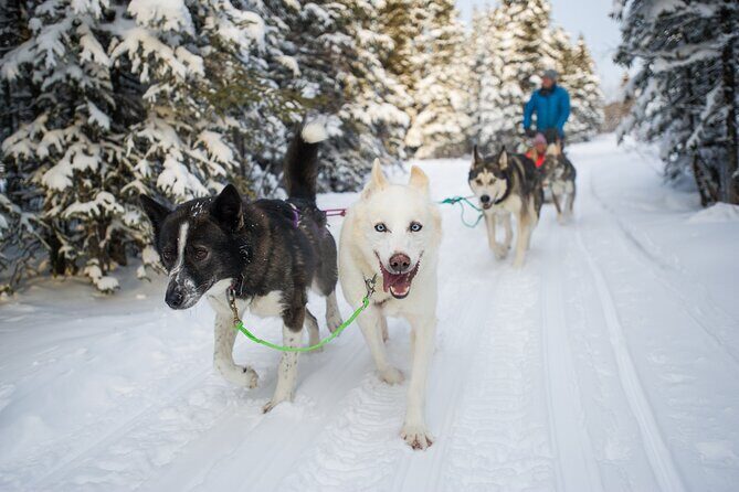 Open Fire Aurora Viewing and Snowshoeing Adventure in Whitehorse - Frequently Asked Questions