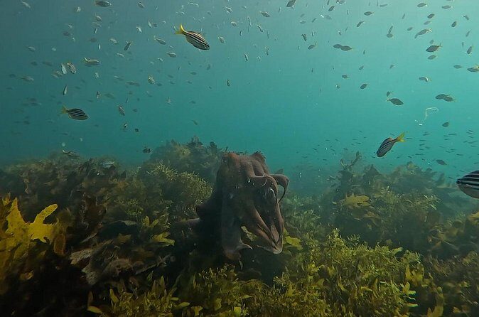 Open Group Snorkelling Experience - FAQ