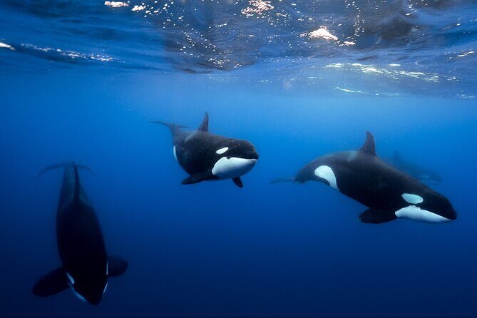 Open Ocean Safari and Whale Watching - What to Expect on This Marine Adventure