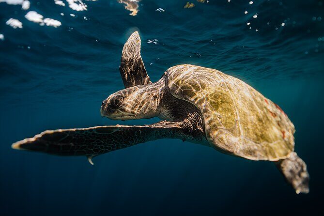 Open Ocean Safari and Whale Watching - The Balance of Expectations