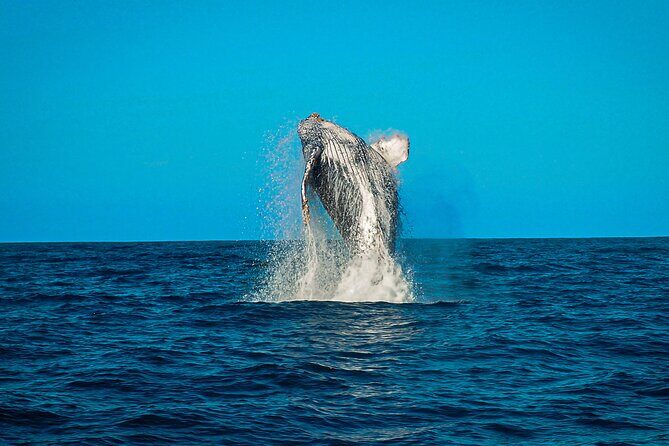 Open Ocean Safari and Whale Watching - Who Will Love This Tour?