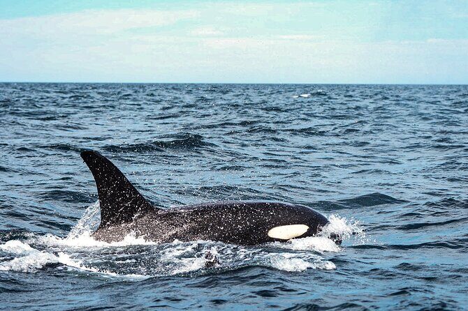 Open Ocean Safari and Whale Watching - The Sum Up: Who Is This Tour For?
