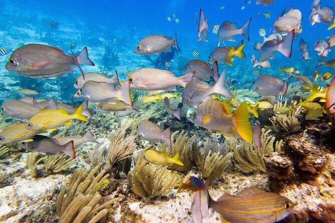 Open Water Certification Course-PADI - What’s Included and How It Works