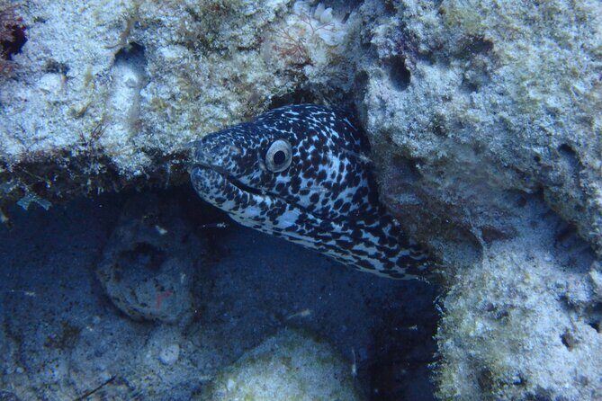 Open Water Certification Course-PADI - What Past Travelers Have Said