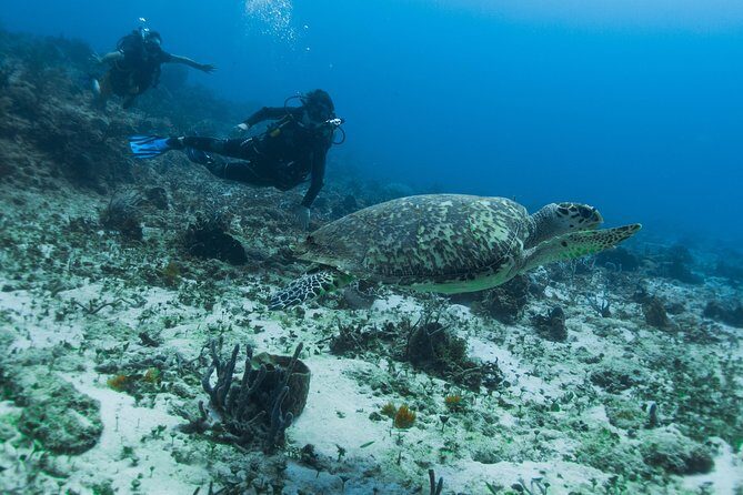 Open Water Course Cozumel - A Closer Look at the Course Structure