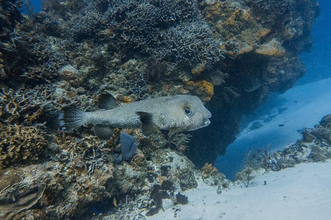 Open Water Course Cozumel - FAQs