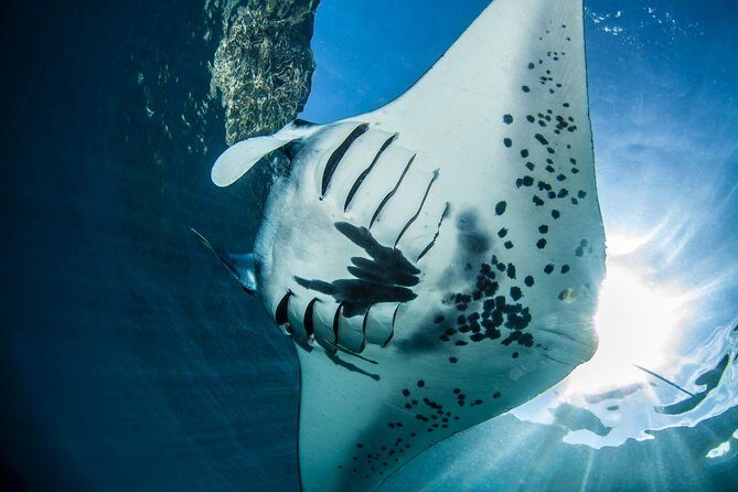 Open Water Course in Nusa Lembongan - Get Certified on remote island (next Bali) - Key Points