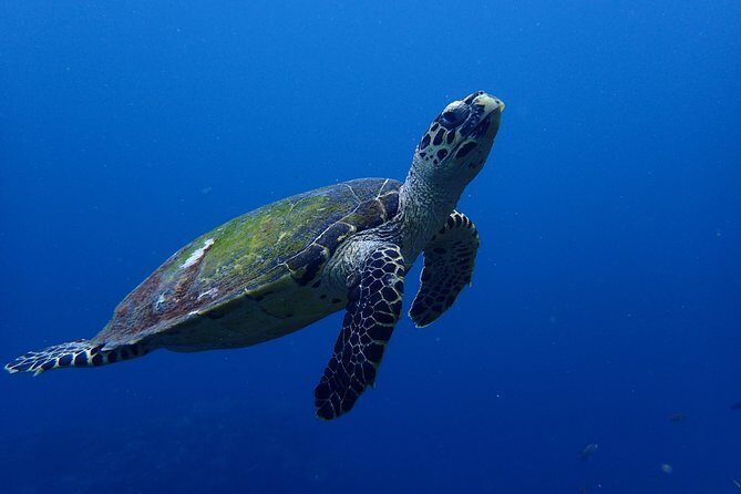 Open Water Course in Nusa Lembongan - Get Certified on remote island (next Bali) - Who Will Love This Experience?