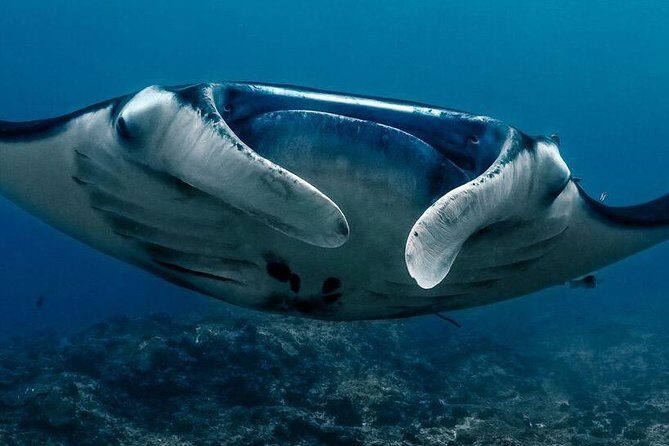 Open Water Course in Nusa Lembongan - Get Certified on remote island (next Bali) - Final Thoughts: Why This Course Is Worth Considering