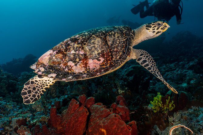 Open Water Course in Pemuteran - Get Certified in Bali - Starting Point and Initial Learning