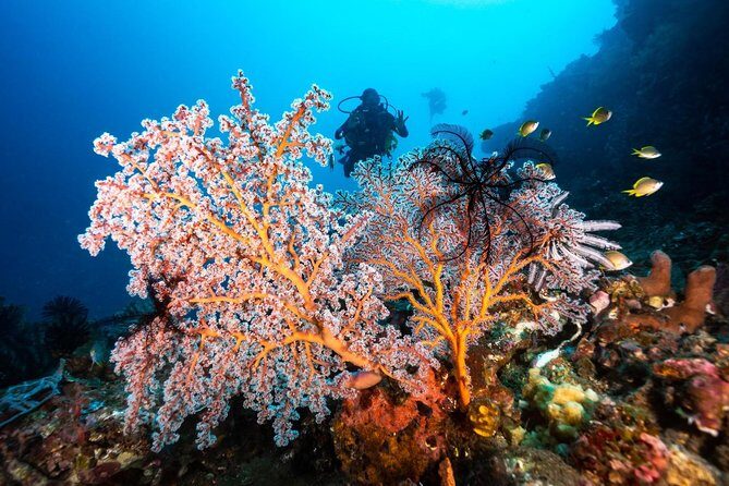 Open Water Course in Tulamben - Get Certified in Bali - The Practicalities: What’s Included and What’s Not