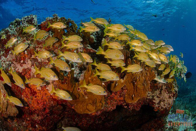Open Water course Isla Mujeres - Key Points
