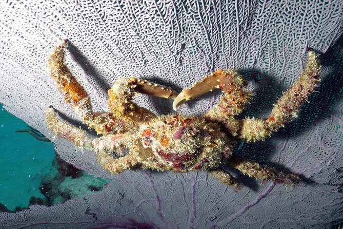 Open Water Diver 2-Day PADI Course in Playa del Carmen - Who Should Consider This Course