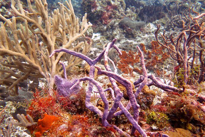 Open Water Diver course PADI in Cancun - Authentic Experiences: What Makes This Stand Out