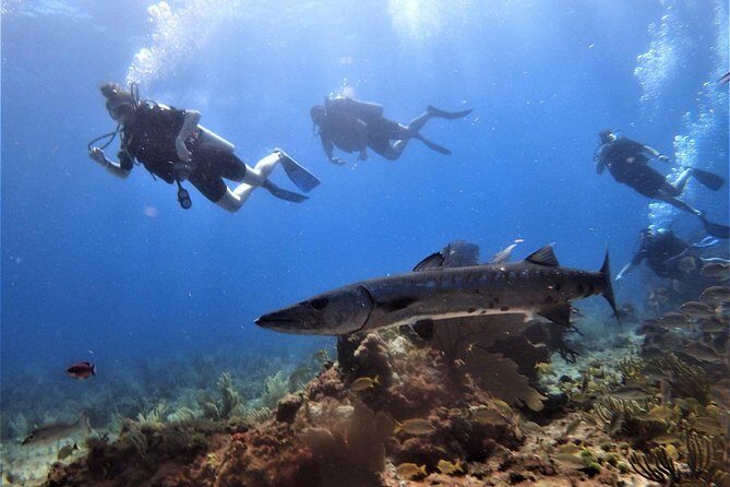 Open Water Diver course PADI in Cancun - Who Should Consider This Course?