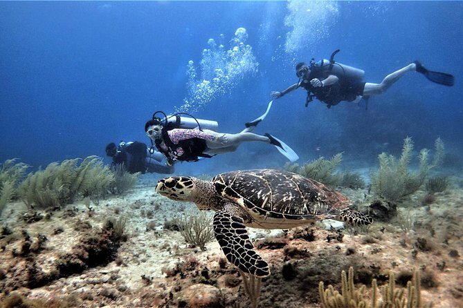 Open Water Diver course PADI in Cancun - The Sum Up