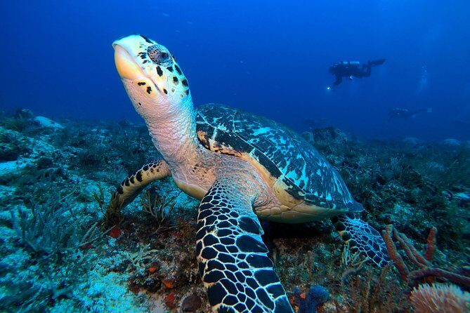 Open Water Diver course PADI including underwater video - Key Points