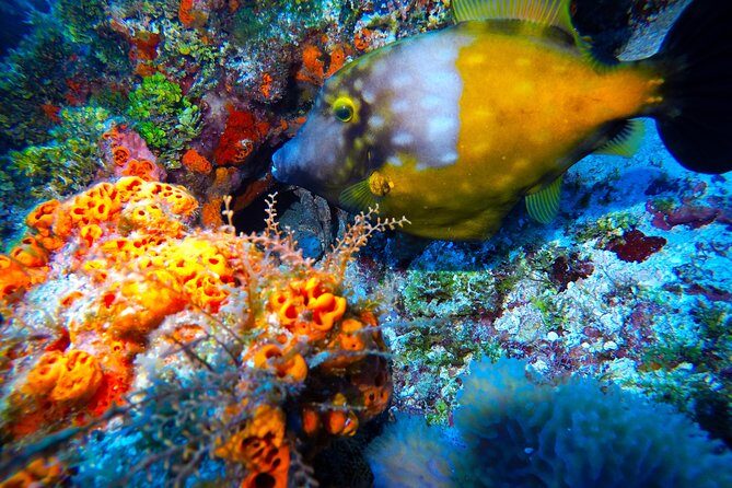 Open Water Diver course PADI including underwater video - Who Should Consider This Course?